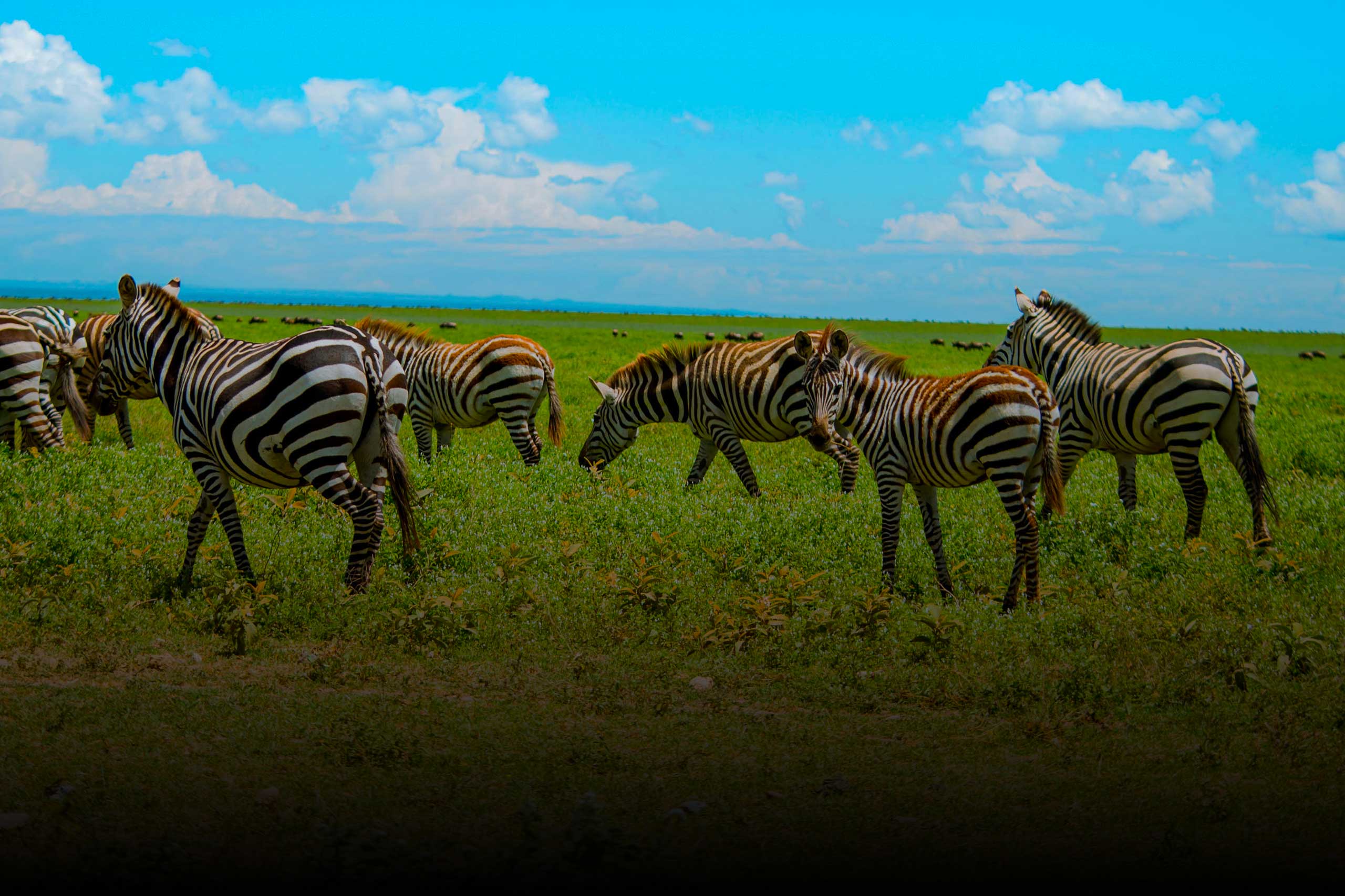 2 days tanzania camping safari homes