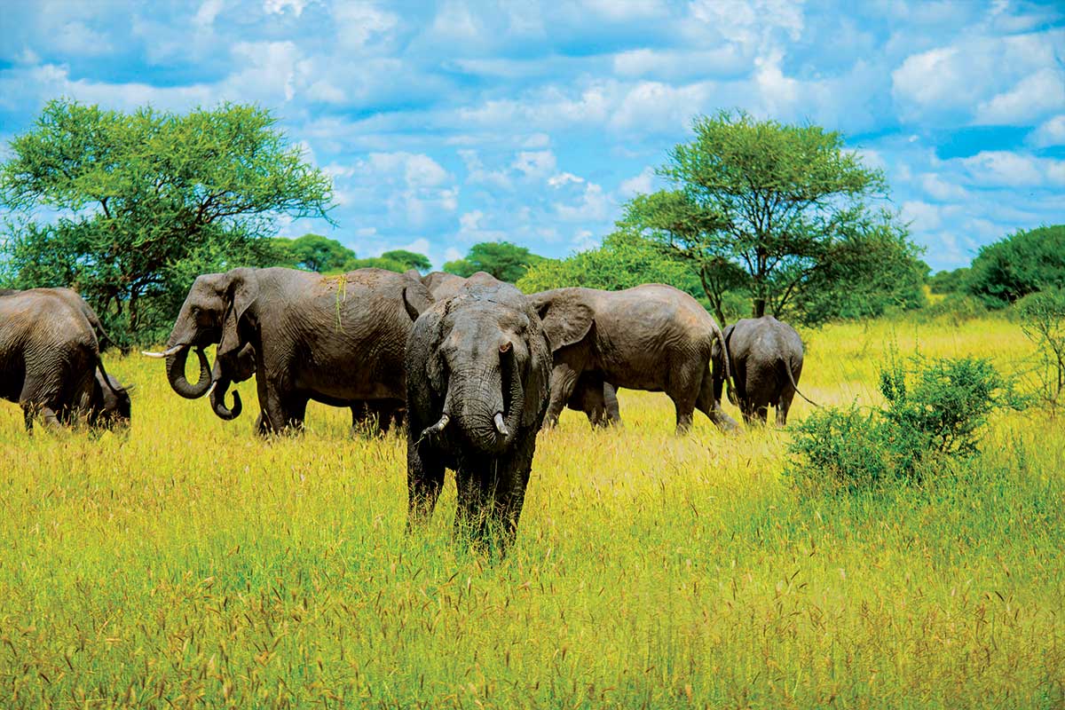 safar-homes-tanzania-arusha-1