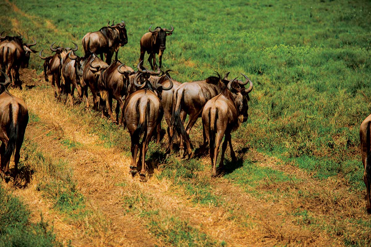 safar-homes-tanzania-arusha-10