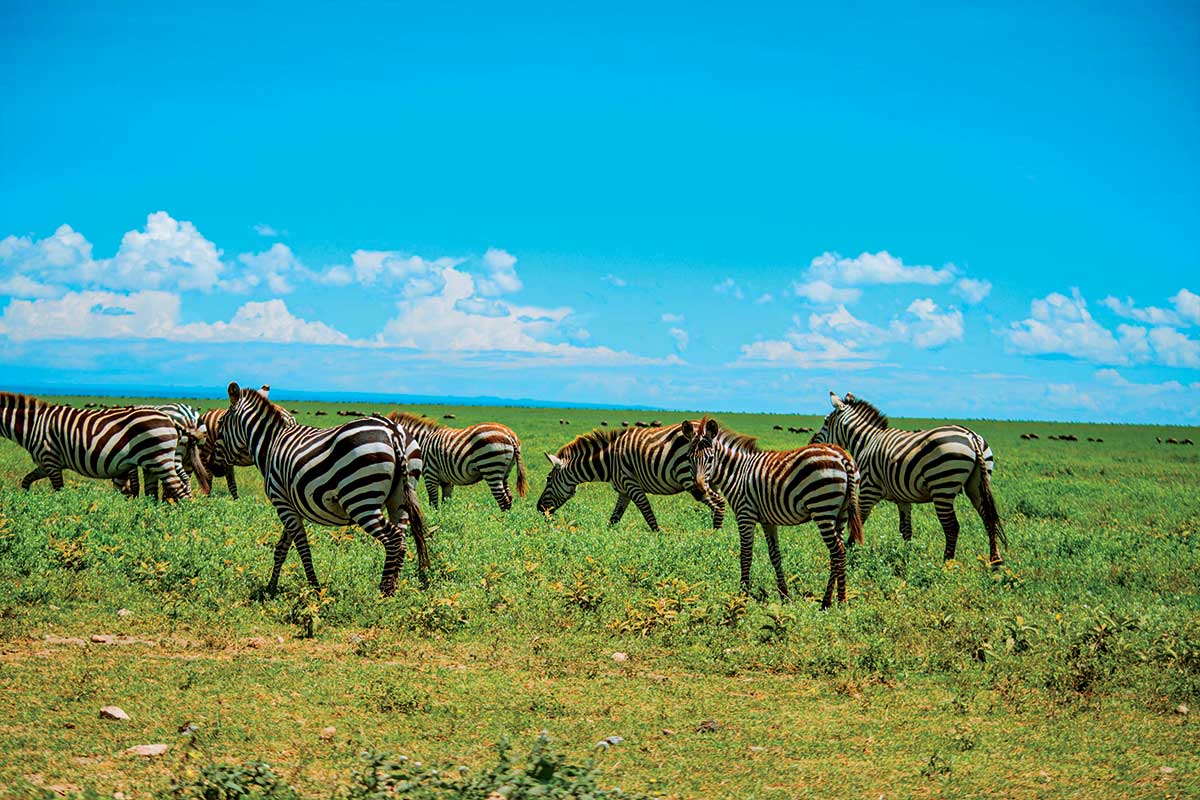 safar-homes-tanzania-arusha