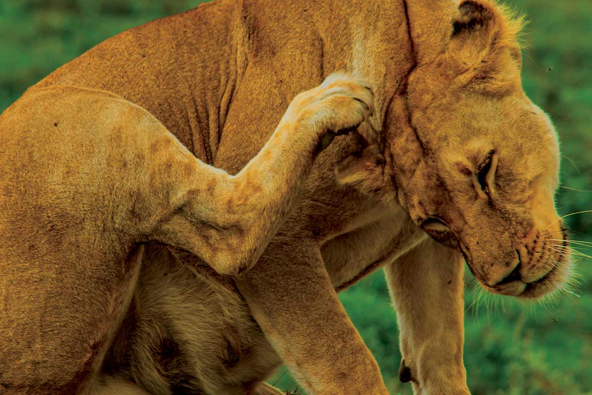 safari-homes-arusha-tanzania-27