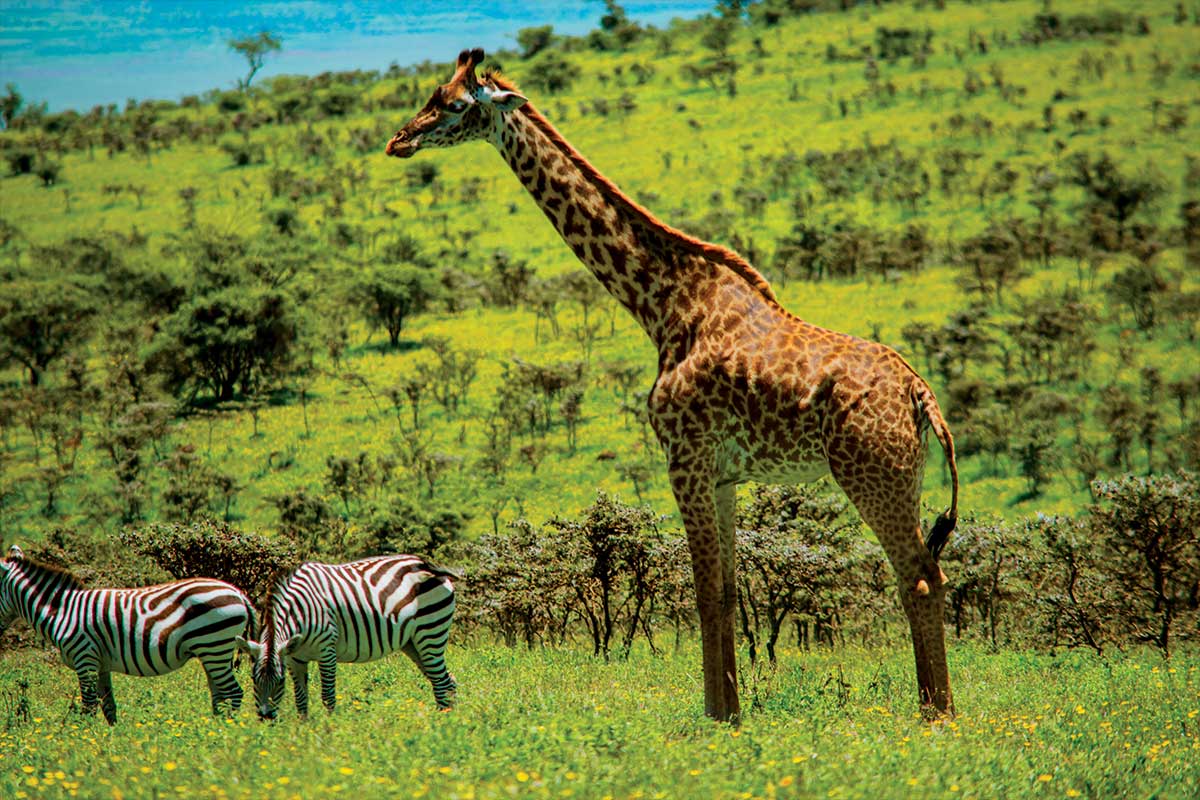 safari-homes-arusha-tanzania-32