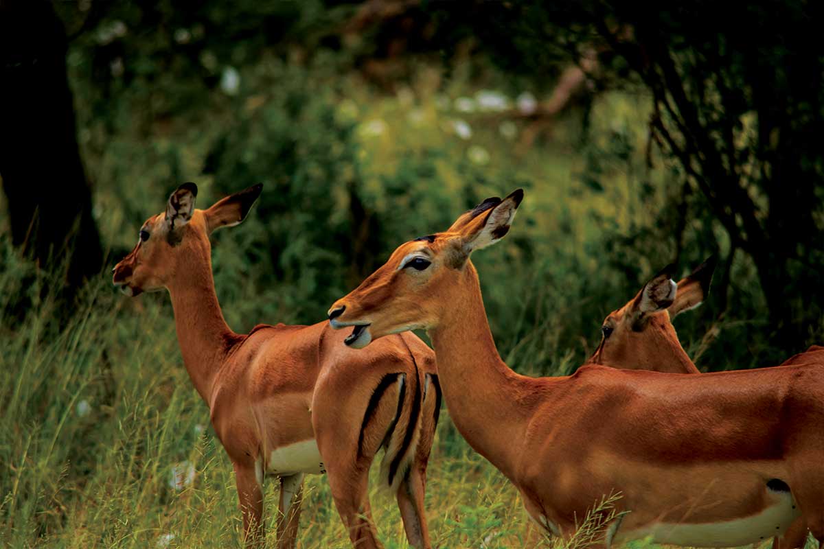 safari-homes-tanzania-arusha-12