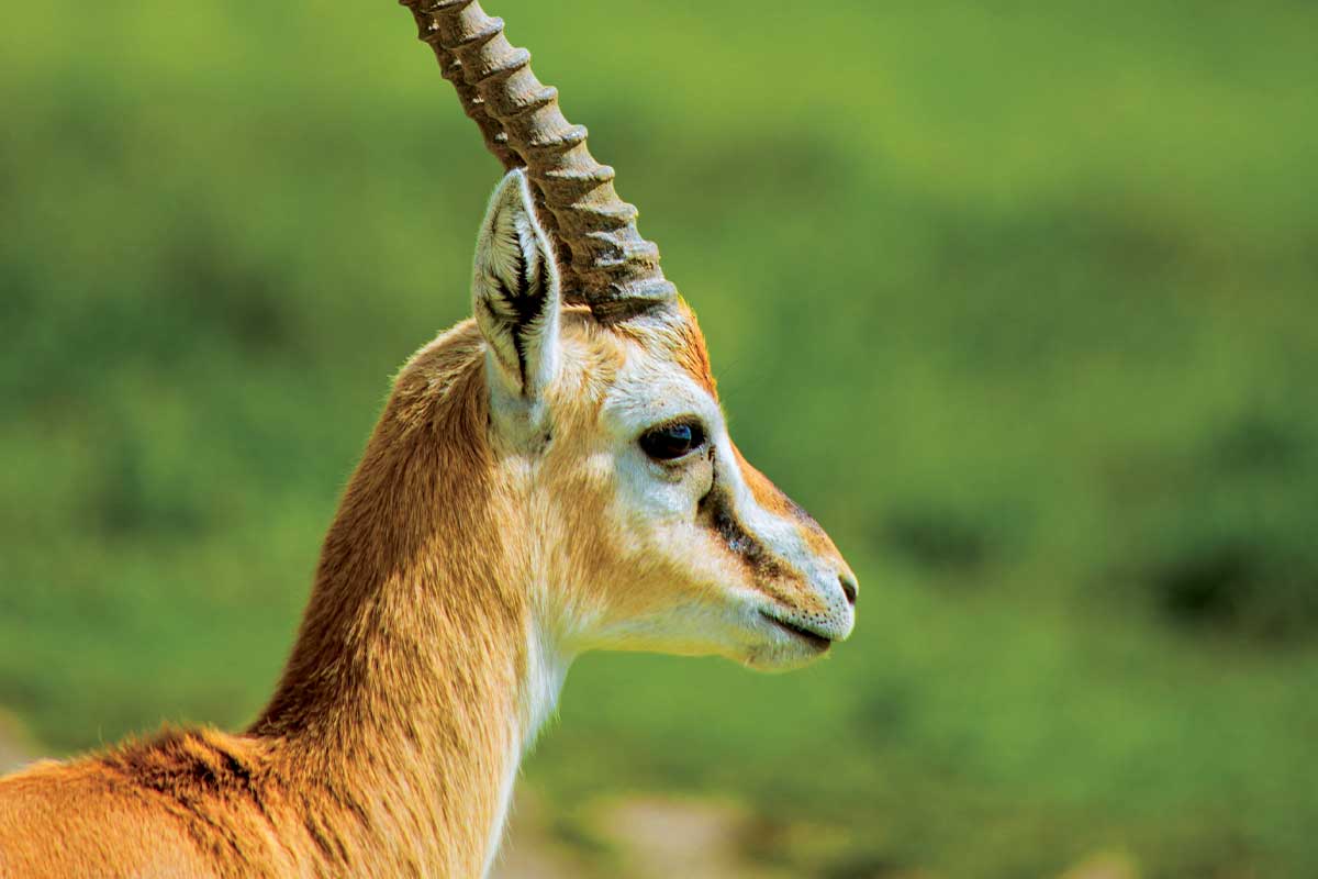 safari-homes-tanzania-arusha-13
