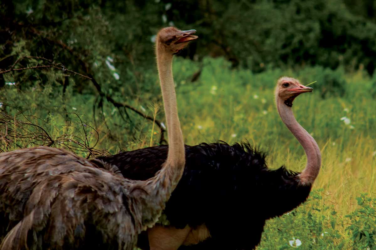 safari-homes-tanzania-arusha-14