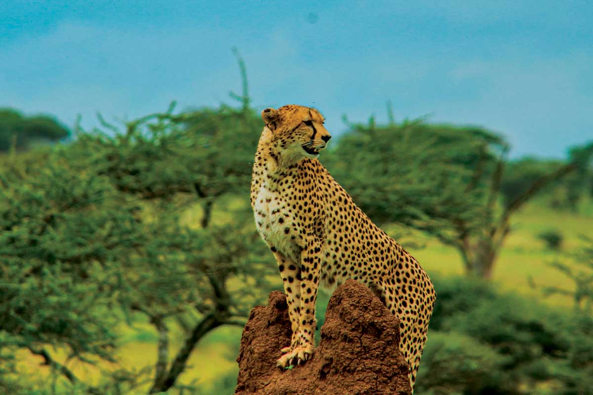 safari-homes-tanzania-arusha-17