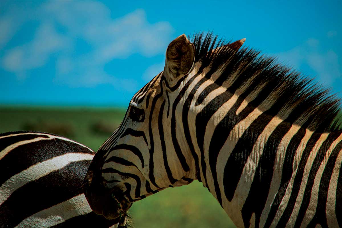 safari-homes-tanzania-arusha-19