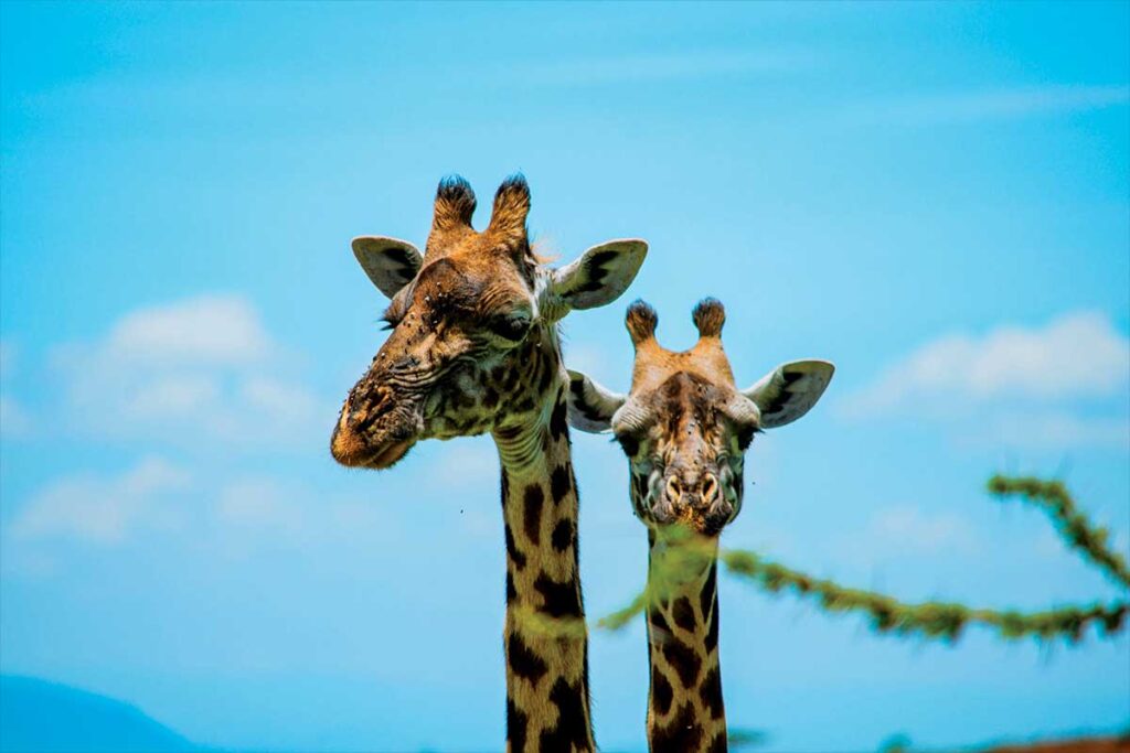 tanzania arusha safari homes