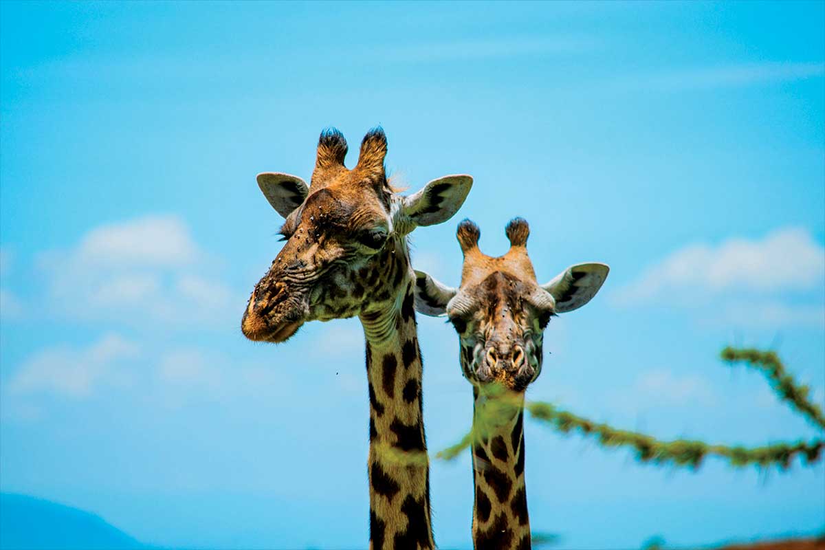 tanzania arusha safari homes